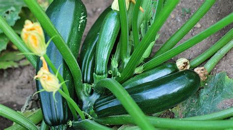 how much zucchini per acre per year.